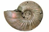 One Side Polished, Pyritized Fossil, Ammonite - Russia #174979-2